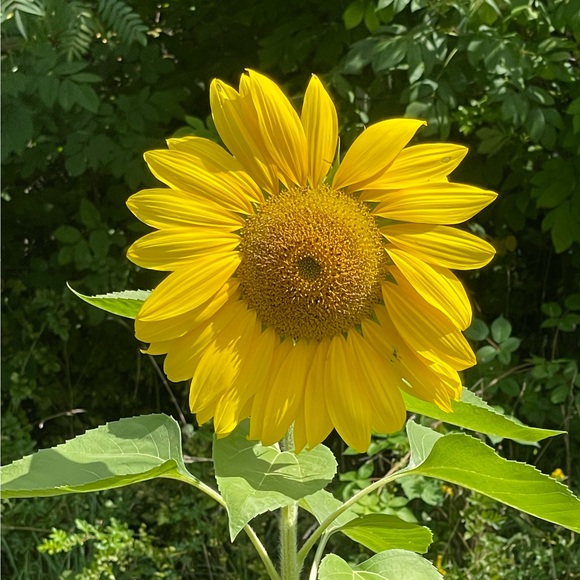 sunflowergrower